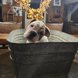 Bulldog Puppies from Life with Bulldog Paws