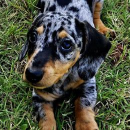 Dachshunds from The Rooted Place