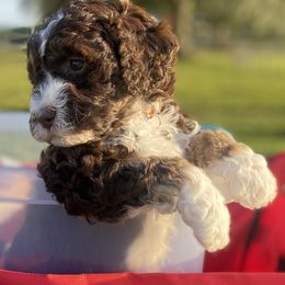 Bernedoodles from Taylor Made Kennels