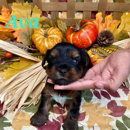 Yorkshire Terrier Puppies from Port City Yorkies LLC