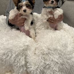 Biewer Terrier Puppies from Sheila's Biewer Terriers