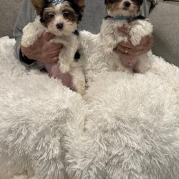 Biewer Terrier Puppies from Sheila's Biewer Terriers