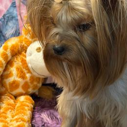 Gabby - Yorkshire Terrier