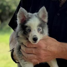Aerowen Wolf Silver Mini - Silver and white male Pomsky puppy in Perkins, Oklahoma from A-Dream Pomsky Kennel