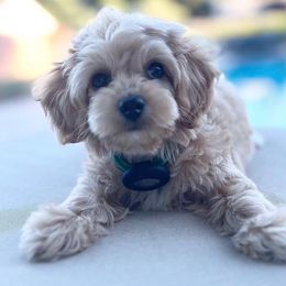 Bentley - Cockapoo