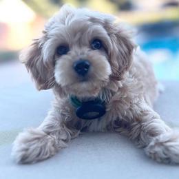 Bentley - Cockapoo