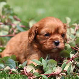 Rosie Bell - Ruby female Cavalier King Charles Spaniel puppy in Saint Augustine, Florida from STARGAZER CAVALIERS