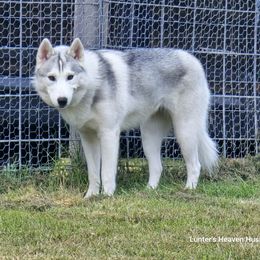 Mya - Purple Collar - Gray and white female Siberian Husky puppy in Tomahawk, Wisconsin from Lunter's Heaven Huskies