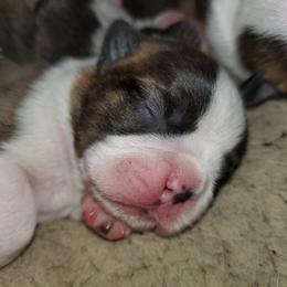 Boston Terrier Puppies from I Love Pups