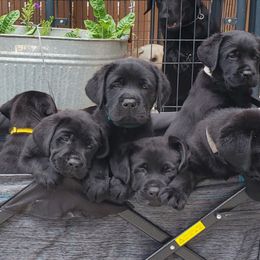 Labrador Retriever Puppies from Labs4Ever Labradors