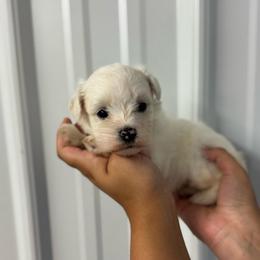 Prince Charming - Yellow Boy - White male Miniature Schnauzer puppy in Oneonta, Alabama from Murphree Valley Kennels