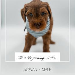 Red collar boy - Red  male Goldendoodle puppy in Hollister, Missouri from Wild Acres Goldendoodles