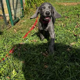 "Rose on the run 2023" Weimaraner Puppies from Lockehaven Weimaraners