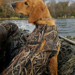 Golden Retriever All Grown Up from Golden Acres LLC