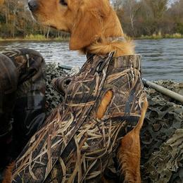 Golden Retriever All Grown Up from Golden Acres LLC