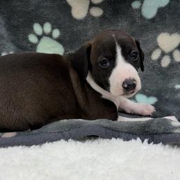 Delilah - White and seal female Italian Greyhound puppy in West Plains, Missouri from Sycamore Ridge Puppies