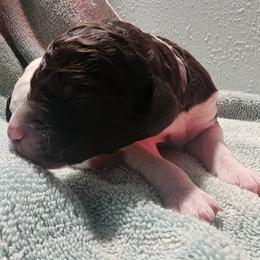 Creme Brulee - Parti male Poodle puppy in Clayton, Washington from Short Legs & Curly Wags LLC