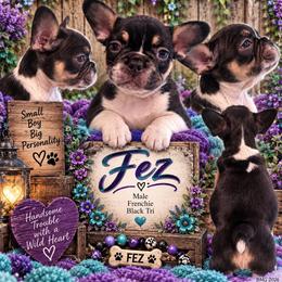 Fez - Tricolors male French Bulldog puppy in Holton, Indiana from MoonShine Babies / OZ