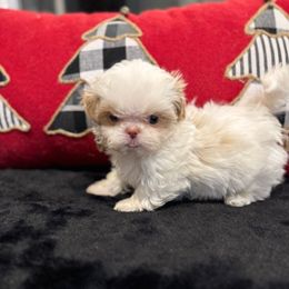 Prince of Angels - Cream and white male Shih Tzu puppy in Kent, Washington from Exclusively Shih Tzu's LLC