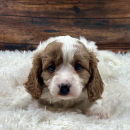 Cinderella - Blenheim female Cavapoo puppy in Lancaster, Missouri from Cavapoo Acres