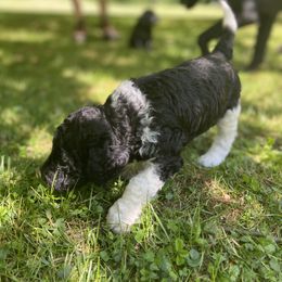 Labradoodle Puppies from Pisgah Creek Doodles