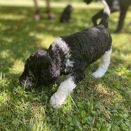 Labradoodle Puppies from Pisgah Creek Doodles
