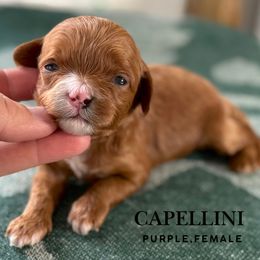Capellini - Red female Cavapoo puppy in Pagosa Springs, Colorado from Selah Mountain Dogs