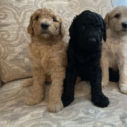 Goldendoodle Puppies from C.P. Puppy Buddies