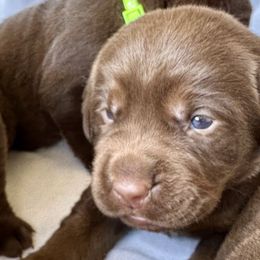 Remington - Chocolate Labrador Retriever puppy in Florida from Deep South Labrador Retrievers LLC