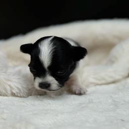 Quinn - Black and white female Chihuahua puppy in Lee Center, New York from Alfheim-Andromeda Chihuahua's (A &A's)