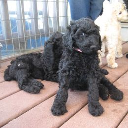  Puppies from Parris Hill Standard Poodles