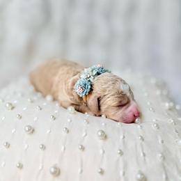 Star - Cream female Goldendoodle puppy in Evans, Georgia from Have-a-Doodle Hill