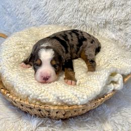 Vinnie - Merle male Bernedoodle puppy in Bremen, Indiana from Farmland Doodles
