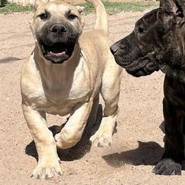 Perro de Presa Canario Puppies from Mesquite Creek Kennels