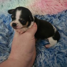 Theo - Black and white male Chihuahua puppy in Ashtabula, Ohio from Paw's & Awe's Chihuahuas