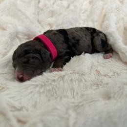 Miss Magenta - Merle female Goldendoodle puppy in San Diego, California from Sensational Doodles