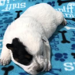 Girl 1 - Blue female Australian Cattle Dog puppy in Sheridan, Oregon from 6pk Cattledogs