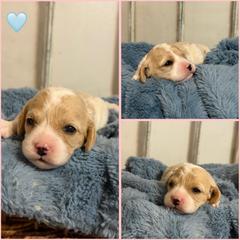 Boy 2 - Blenheim male Cavachon puppy in Smoot, Wyoming from Designer Mountain Mutts