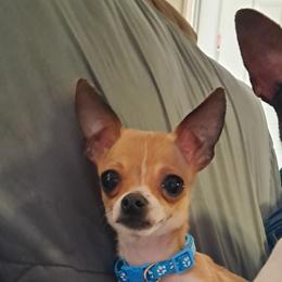 Chihuahuas and Dachshunds from Mbjs Doxies and chihuahuas