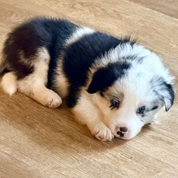 Casper (the friendly ghost) - White and blue merle male Border Collie puppy in Lebanon, Oregon from Cahill’s Canines