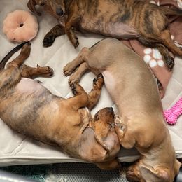 Dachshund Puppies from Bella’s Puppies