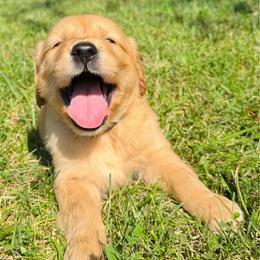 Blue - Golden male Golden Retriever puppy in Harrisburg, North Carolina from Bunn Ranch Goldens & Bernese
