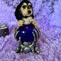 Bran - Black and cream male Dachshund puppy in Michigan from M.H.P Dachshunds