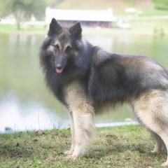 Rocco - Belgian Tervuren