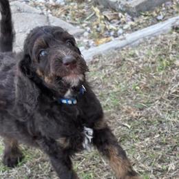 D. Blue- Lihan - Brown male Poodle puppy in Copperas Cove, Texas from Poodles of Valor