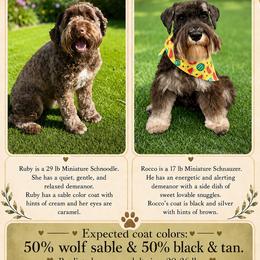 Schnoodle puppies from Gunnie Luv, LLC
