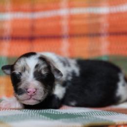MAGIC - Blue merle male Australian Shepherd puppy in Star City, Arkansas from Blush & Lace Aussie Co.