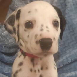 Charmander (Red Collar) - White and black male Dalmatian puppy in Raymondville, Missouri from Wagner's Dalmatian's