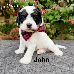 John - Black male Australian Labradoodle puppy in Mason, Michigan from Monarch Labradoodles