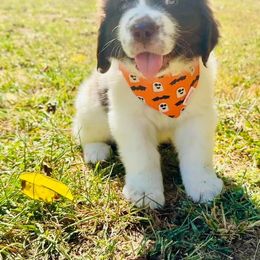 Assorted Doodle Crosses, Newfoundland, and Sheepadoodle Puppies from Sweet Creek Pups